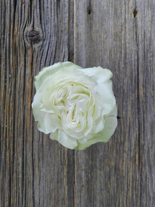 MOONSTONE  "GARDEN LOOK"  WHITE ROSES